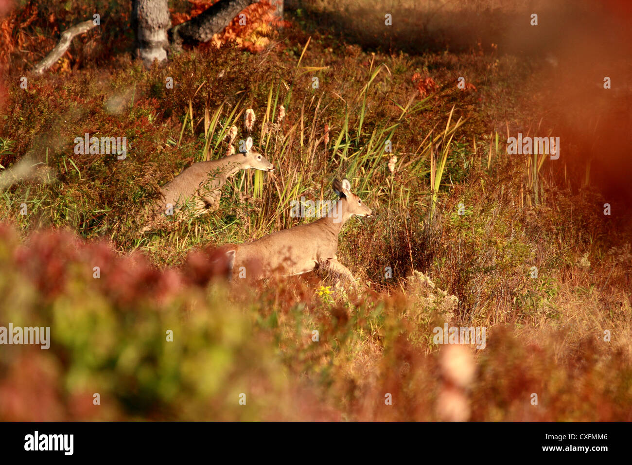 Two whitetail deer jump in a wetland setting Stock Photo Alamy