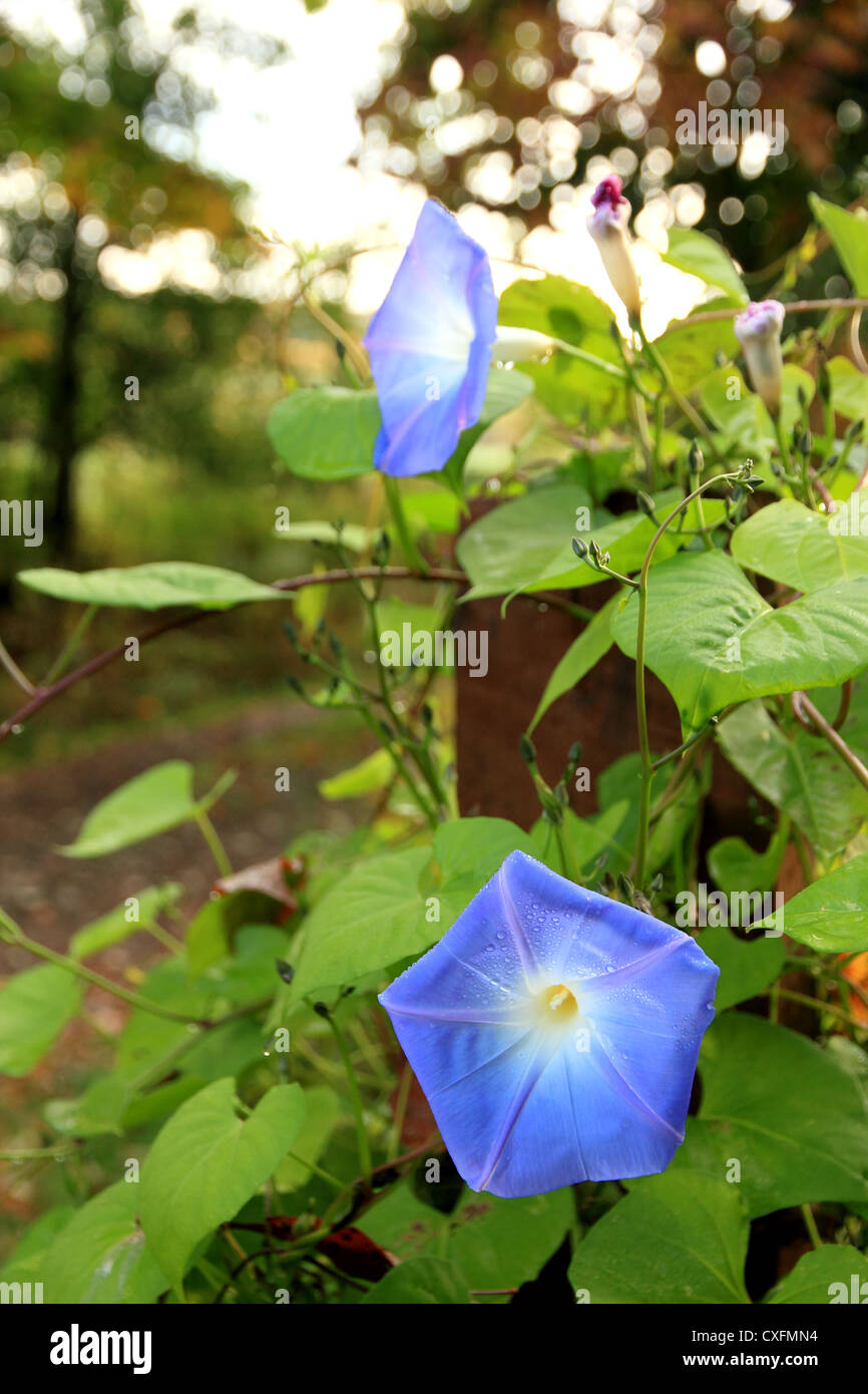 Morning glory flowers in bloom on a post Stock Photo Alamy
