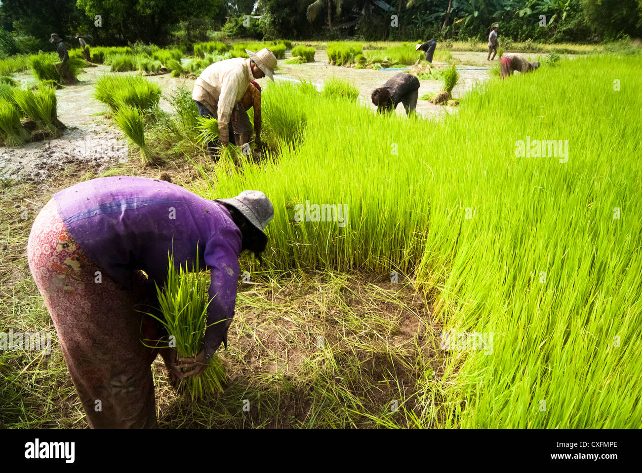 Cultivating rice hi-res stock photography and images - Alamy