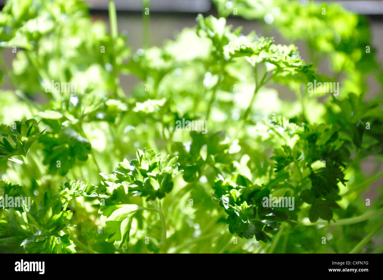 Parsley in sunlight, culinary, nature, gastronomy Stock Photo