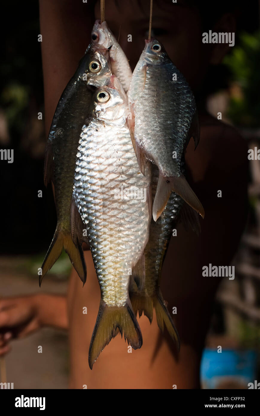 Newly caught fish hi-res stock photography and images - Alamy