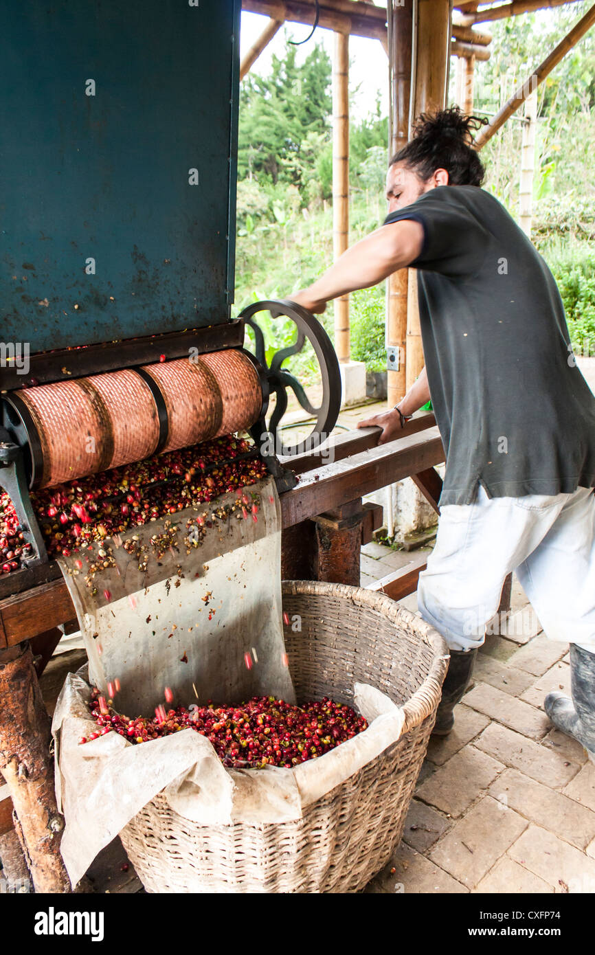 Coffee pulper machine beans hires stock photography and images Alamy