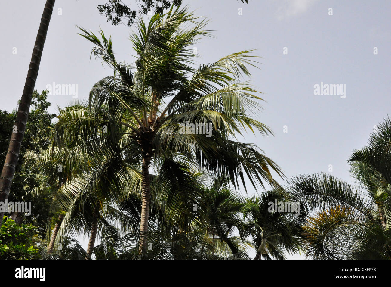 Royal Pavilion Hotel Barbados tropical palm gardens Stock Photo