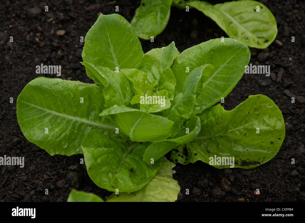 Young winter lettuce growing Stock Photo Alamy