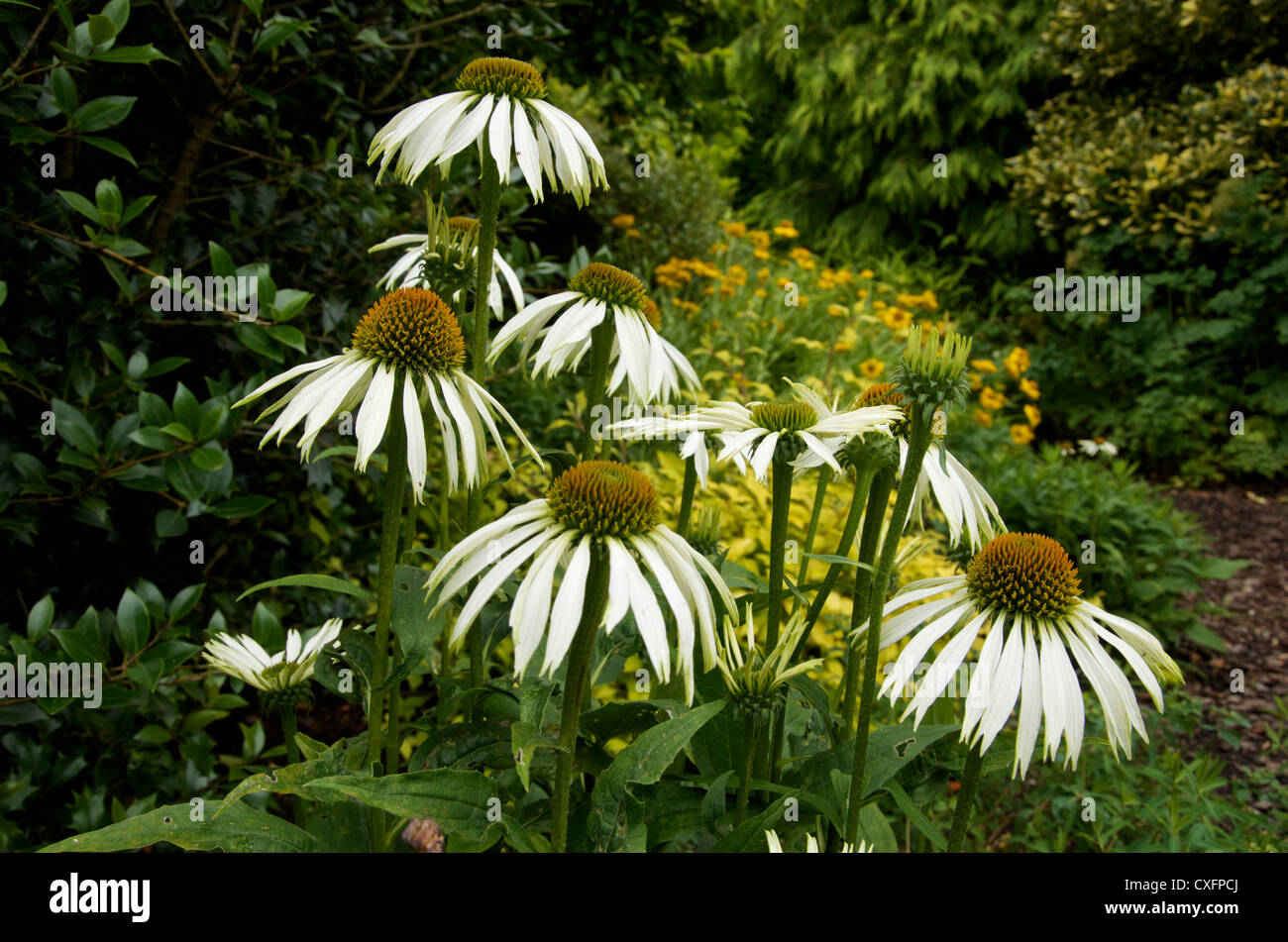 The ivory coloured drooping petals of Echinacea purpurea 'White Swan