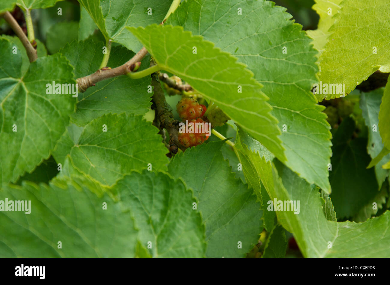 The unripe fruit and leaves of Morus Nigra, Black Mulberry Stock Photo