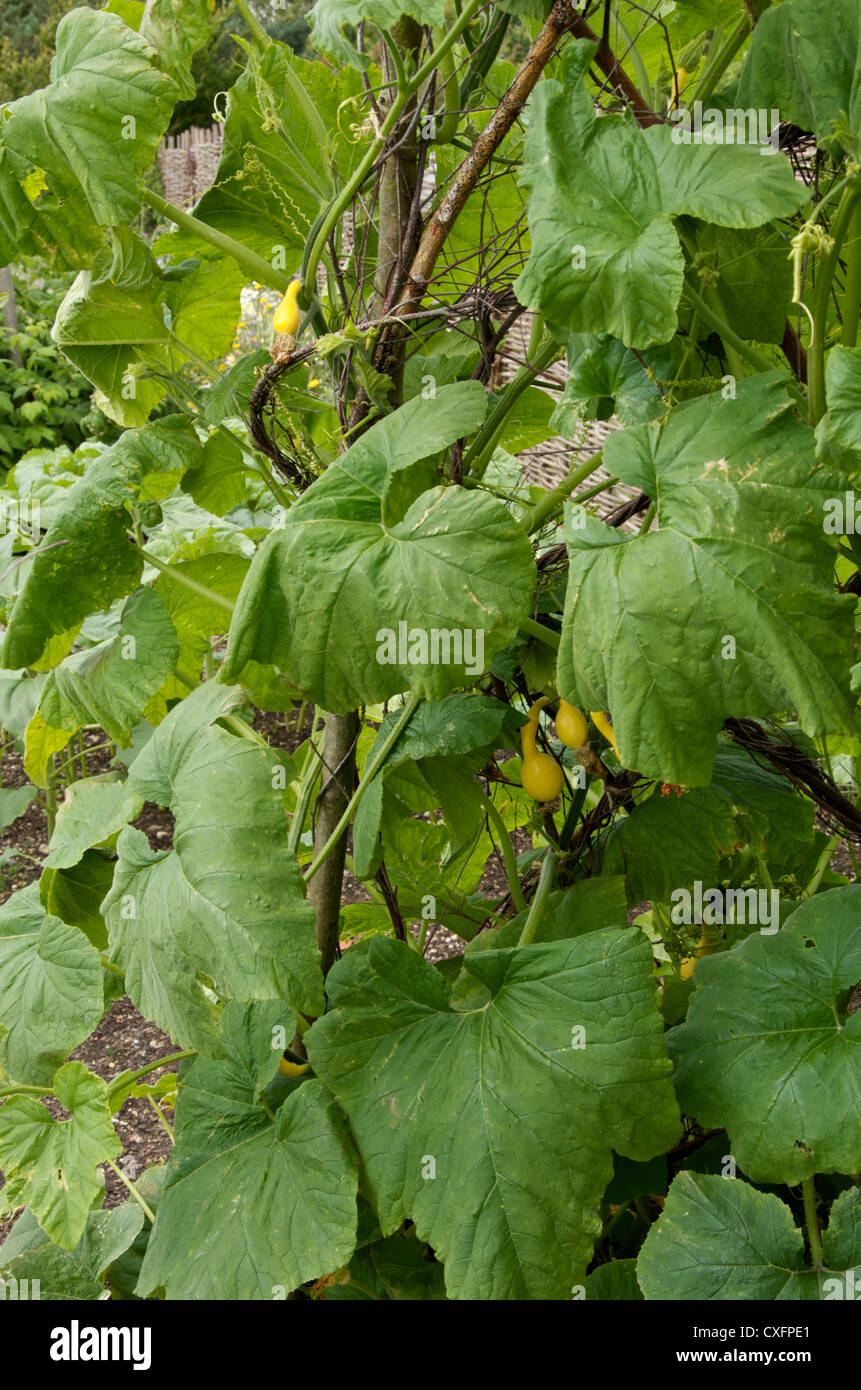 Young yellow summer squash growing amid large leaves on vines supported