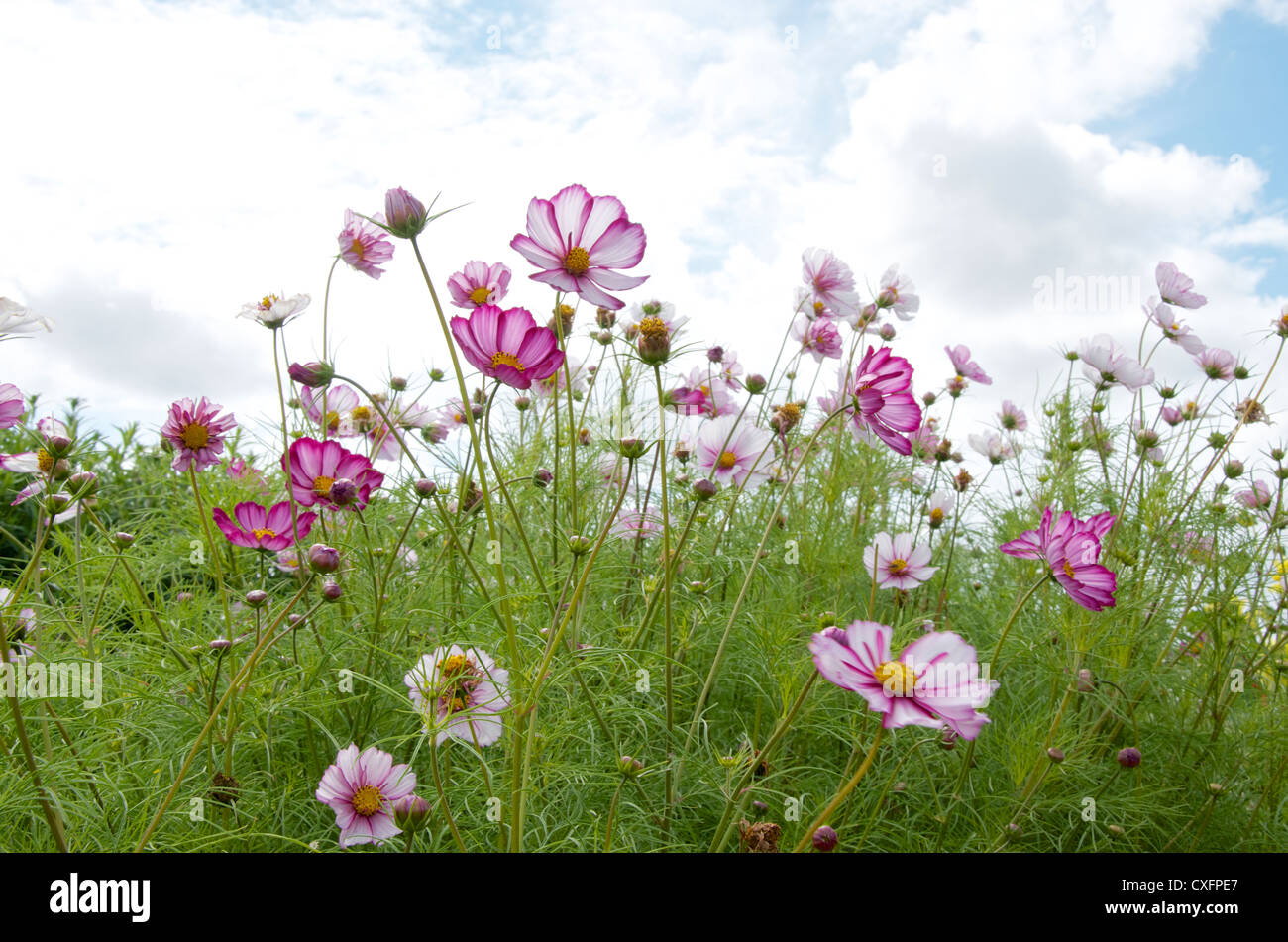 Cosmos Candy Stripe Flowers Against The Sky Stock Photo Alamy