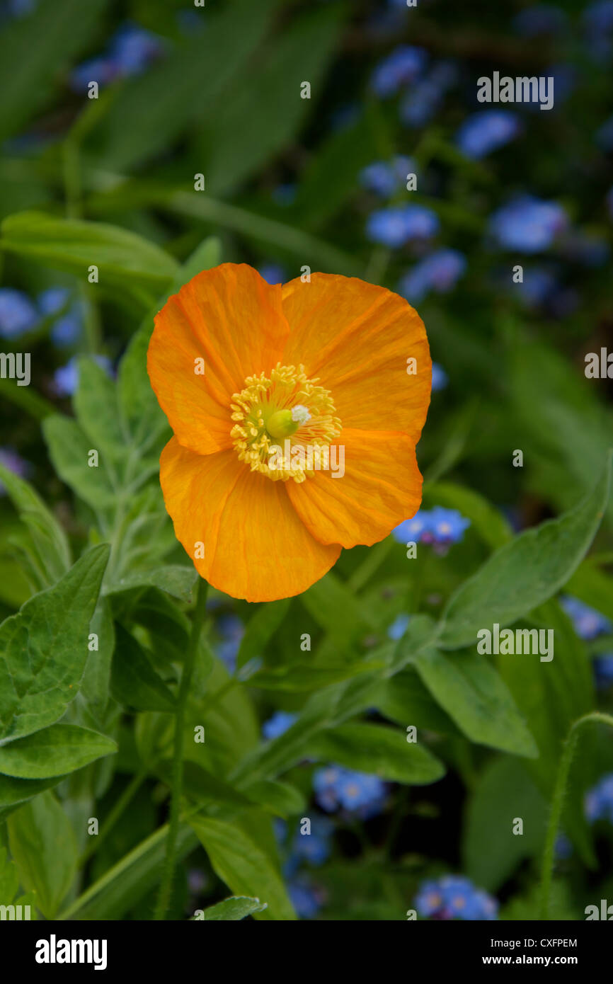 Single orange Cambrian poppy with Forget-Me -Nots Stock Photo
