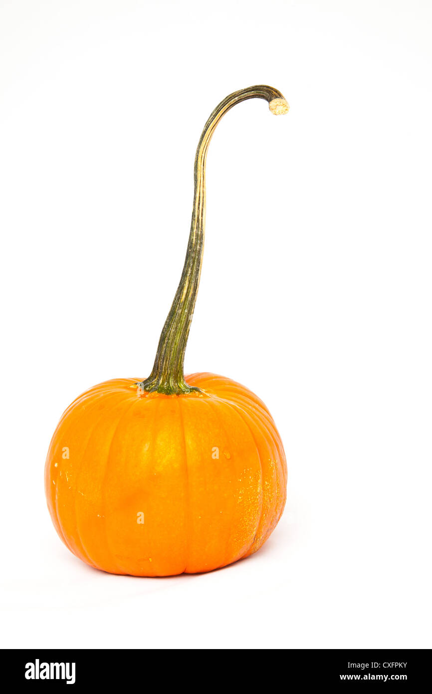 A pumpkin on a white background. Stock Photo