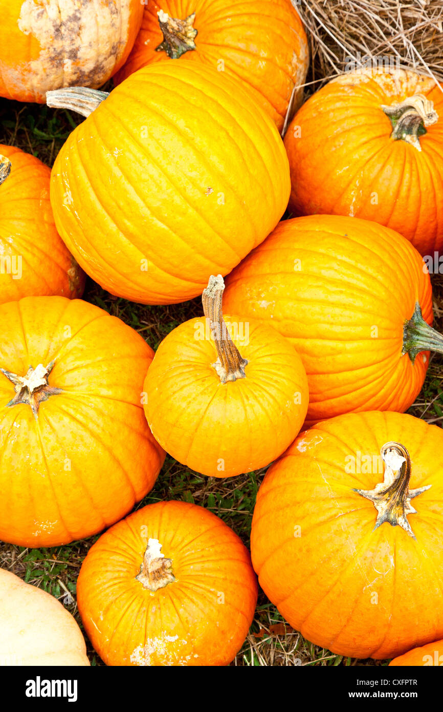 Pumpkins at the Pumpkins Patch Stock Photo - Alamy