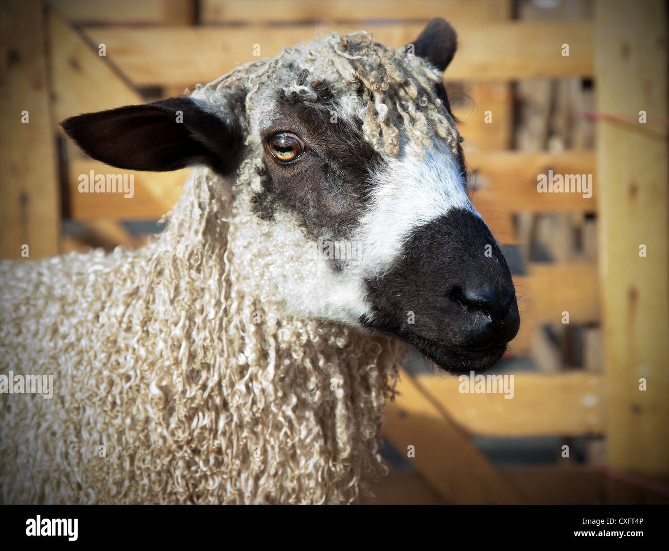 Masham Sheep Breeds at the Masham Sheep Fair, North Yorkshire Dales