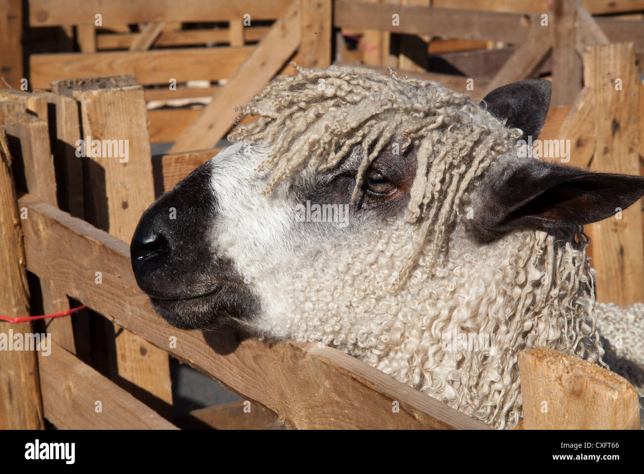 Masham Sheep Breeds, groomed show animals, slick sheared purebreds