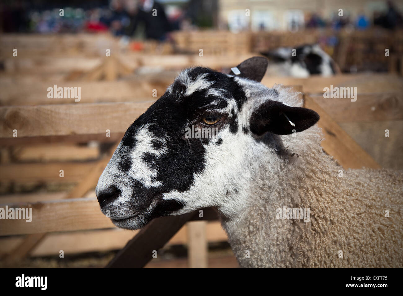 Head detail of Bluefaced Leicester Mule; Sheep Breeds at the Masham Sheep Fair, North Yorkshire Dales, UK Stock Photo