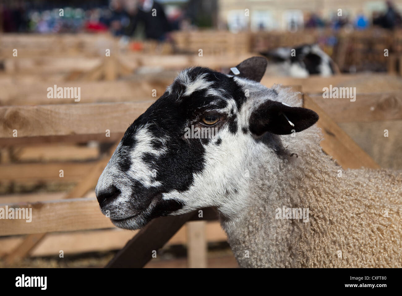 Head detail of Bluefaced Leicester Mule; Sheep Breeds at the Masham
