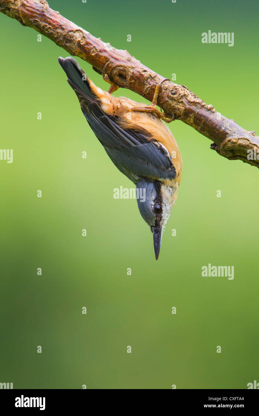 Nuthatch hanging upside down from a small branch Stock Photo Alamy