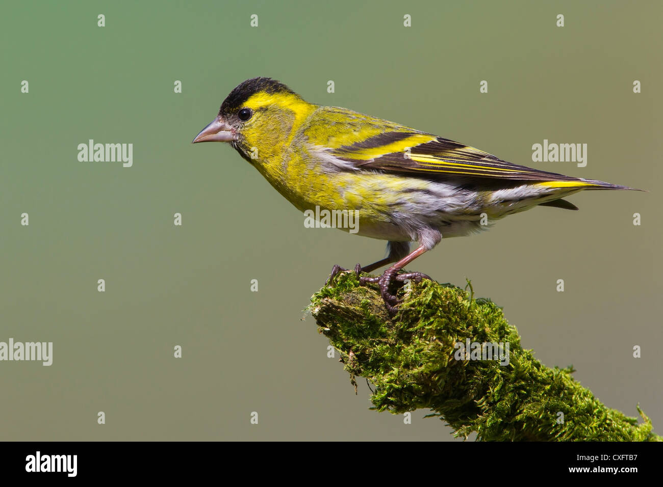 Siskin perched on a moss covered branch. Stock Photo