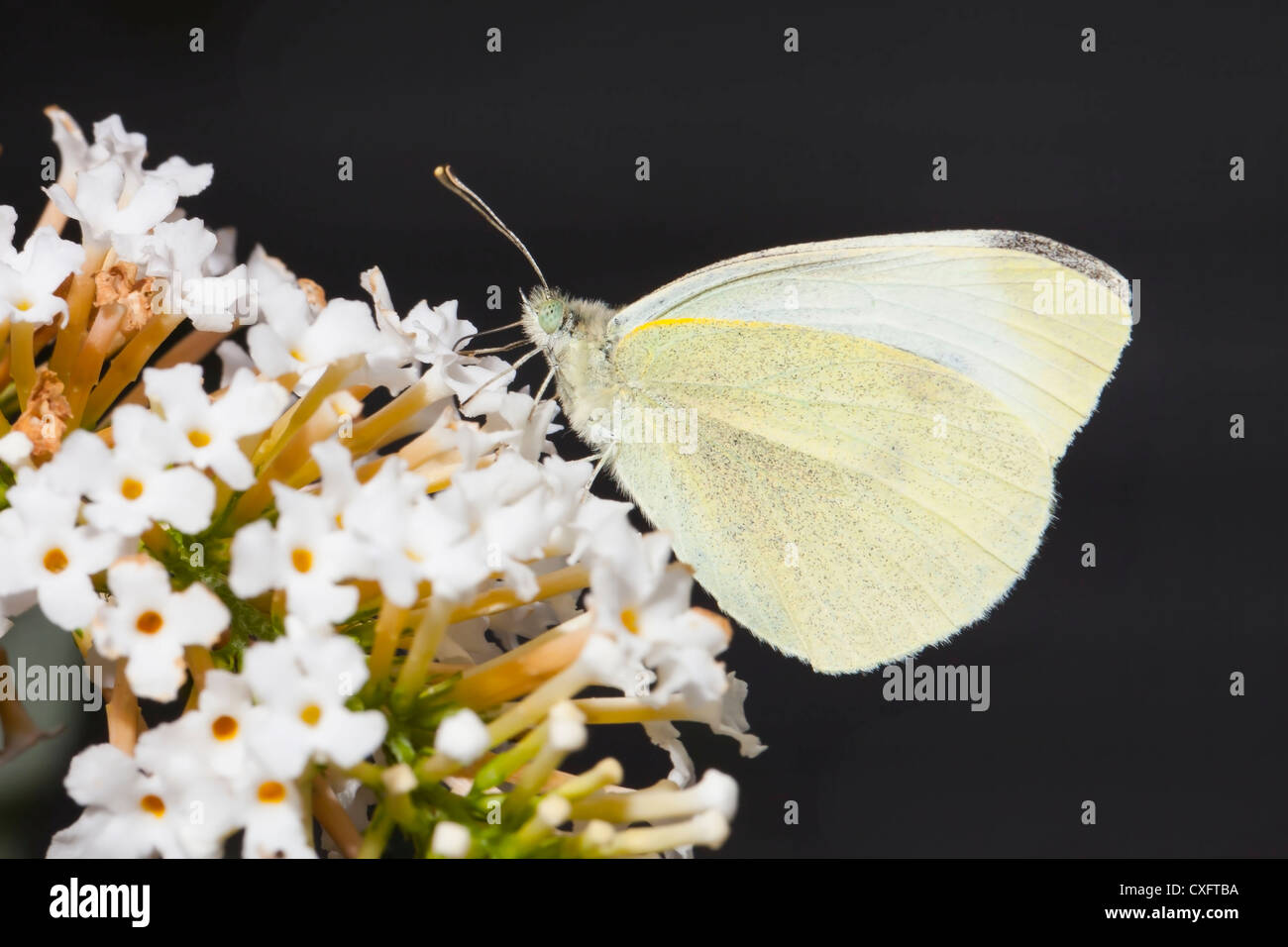 Small White Butterfly feeding. Stock Photo