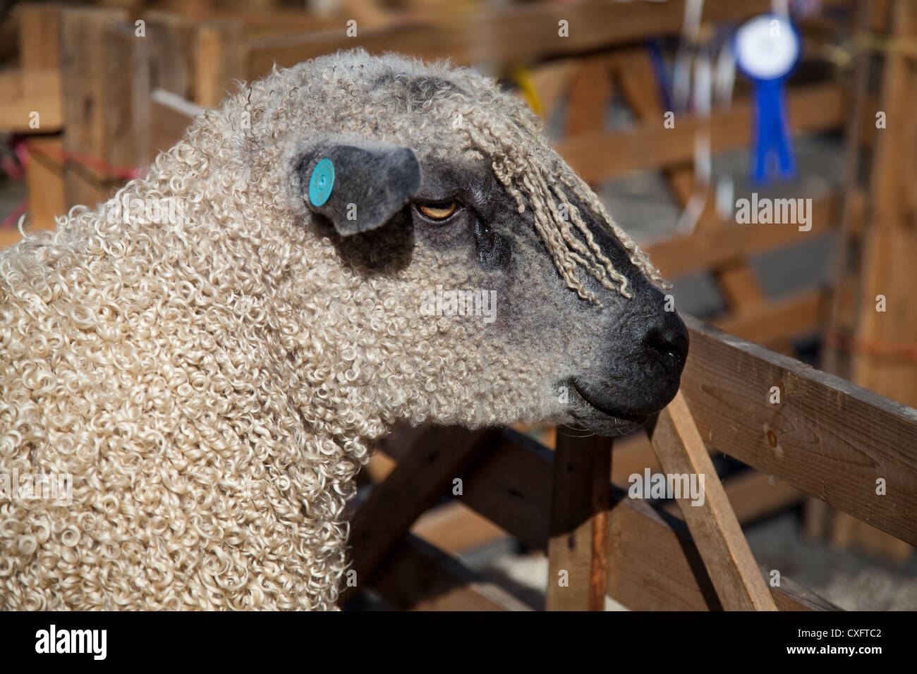 Wensleydale the largest British Sheep Sheep Breeds at the Masham Sheep Fair, North Yorkshire Dales, UK Stock Photo