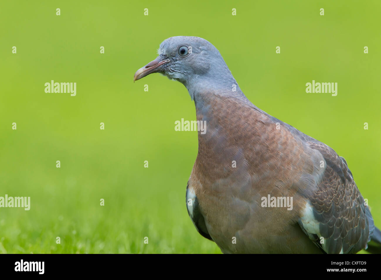 Juvenile wood pigeon hires stock photography and images Alamy