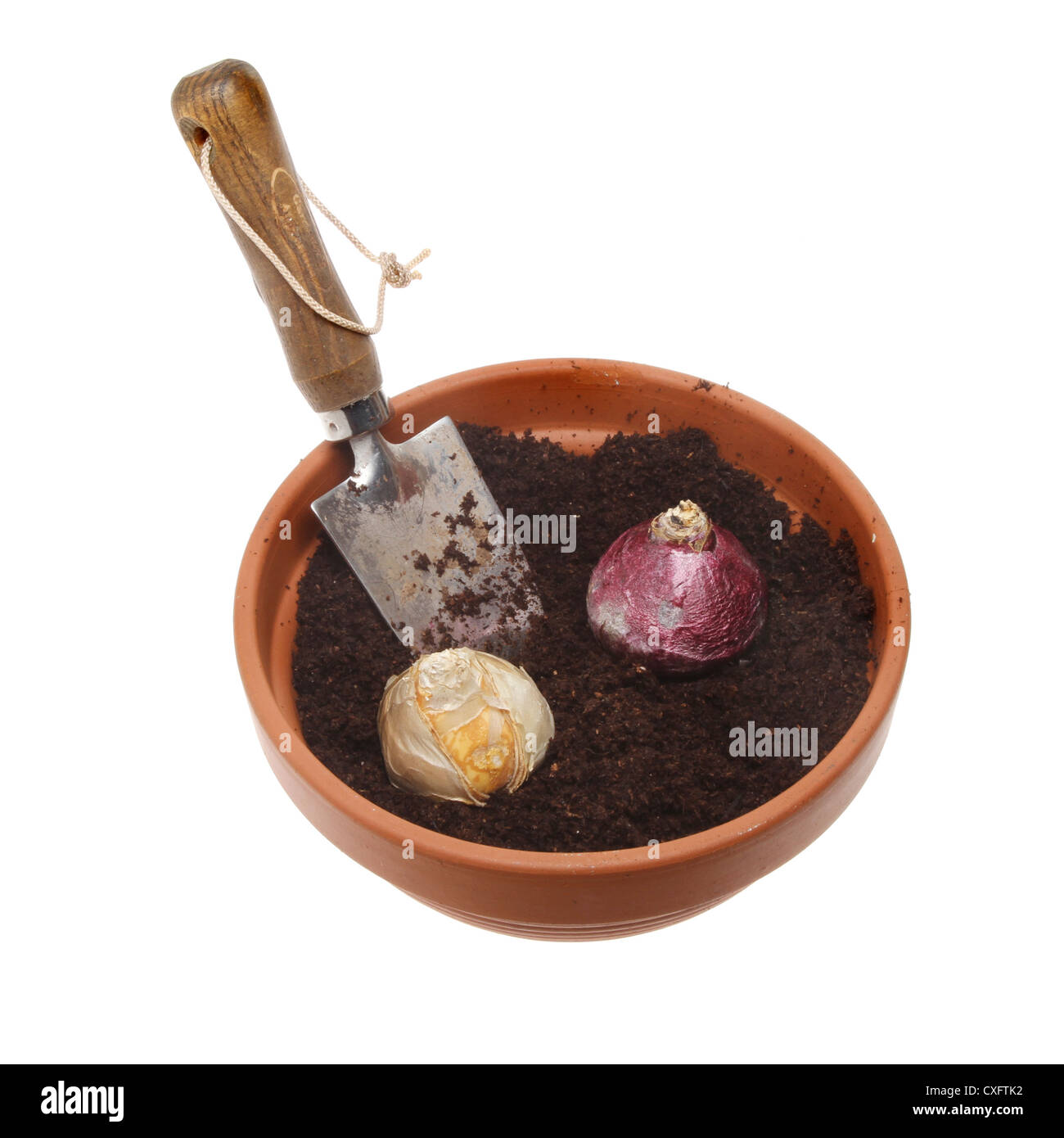 Hyacinth bulbs in a terracotta plant pot with a trowel isolated against white Stock Photo