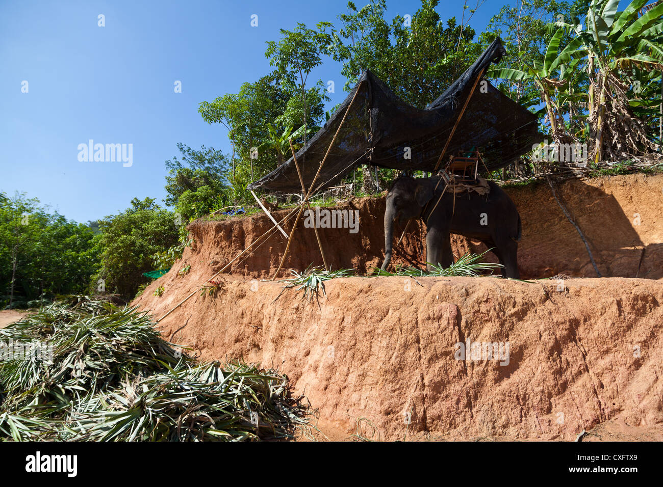 Elephant Shelter on Phuket Stock Photo Alamy
