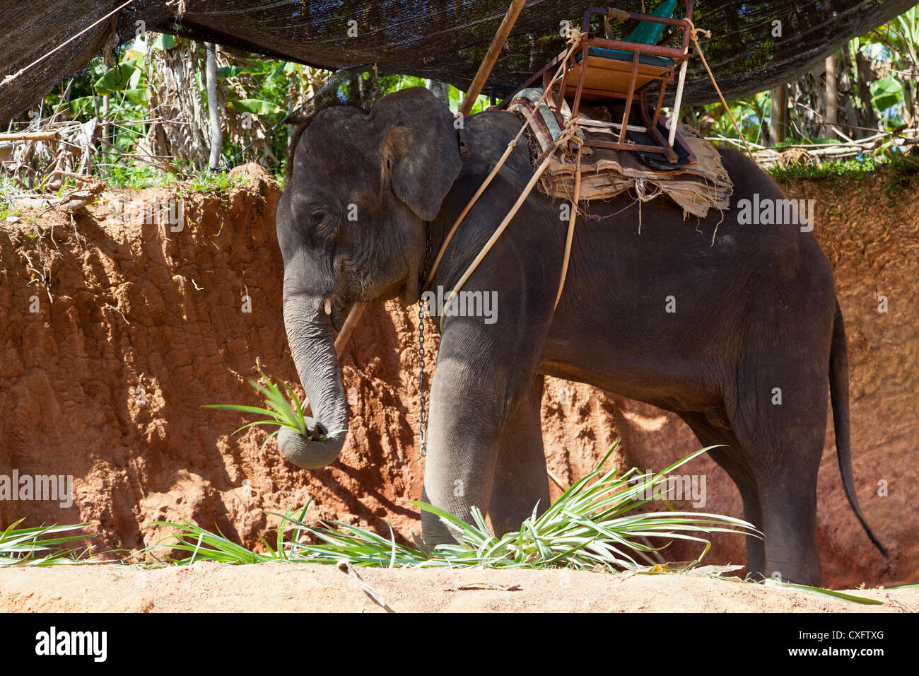 Elephant Shelter on Phuket Stock Photo Alamy