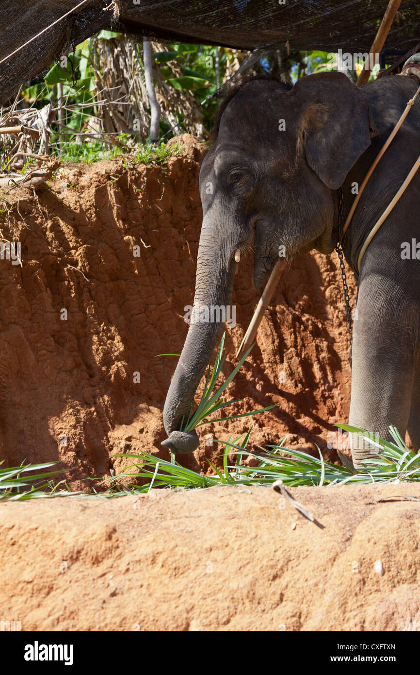 Elephant Shelter on Phuket Stock Photo Alamy
