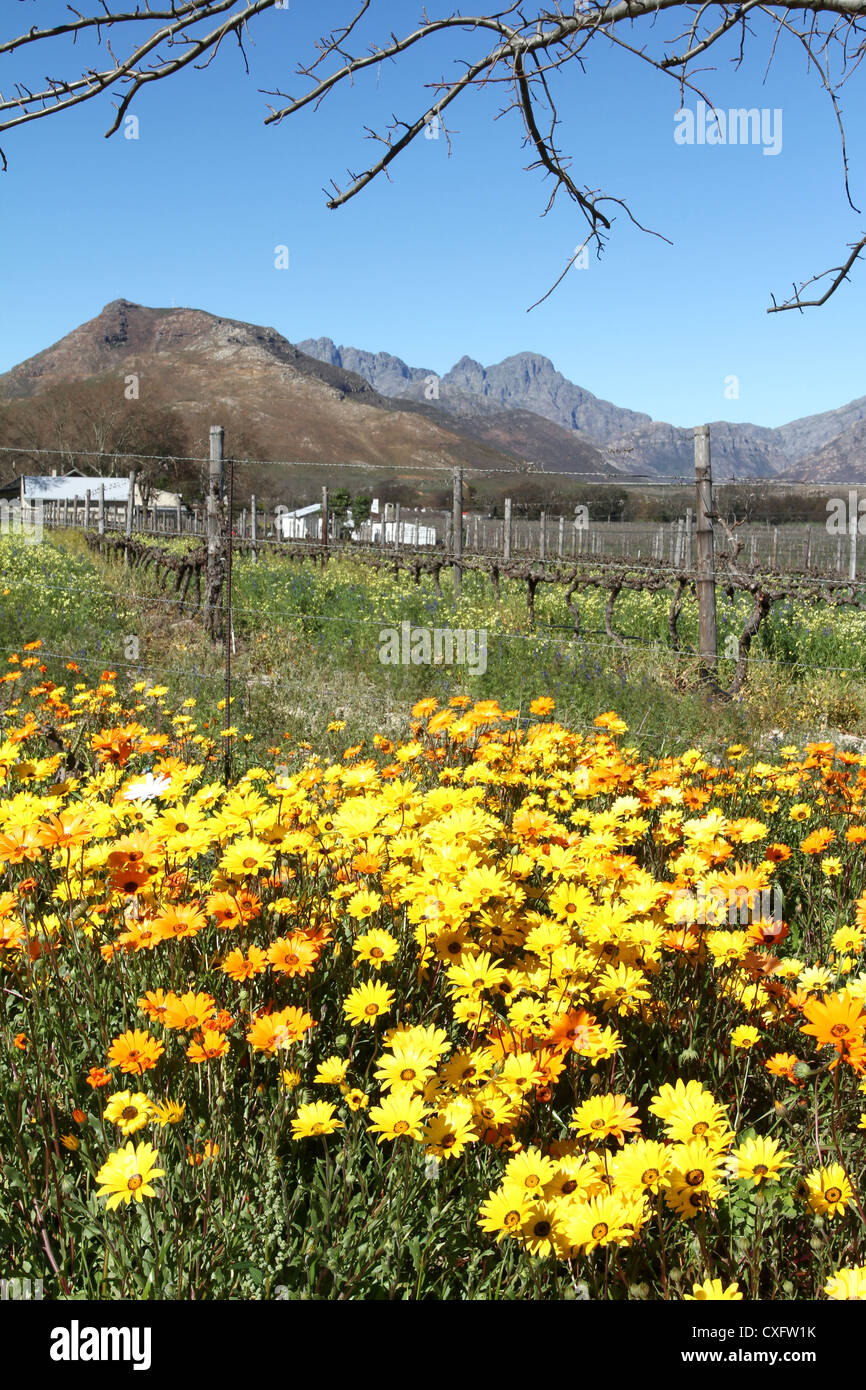 Spring flowers along the road, Franschhoek Valley, South Africa Stock Photo