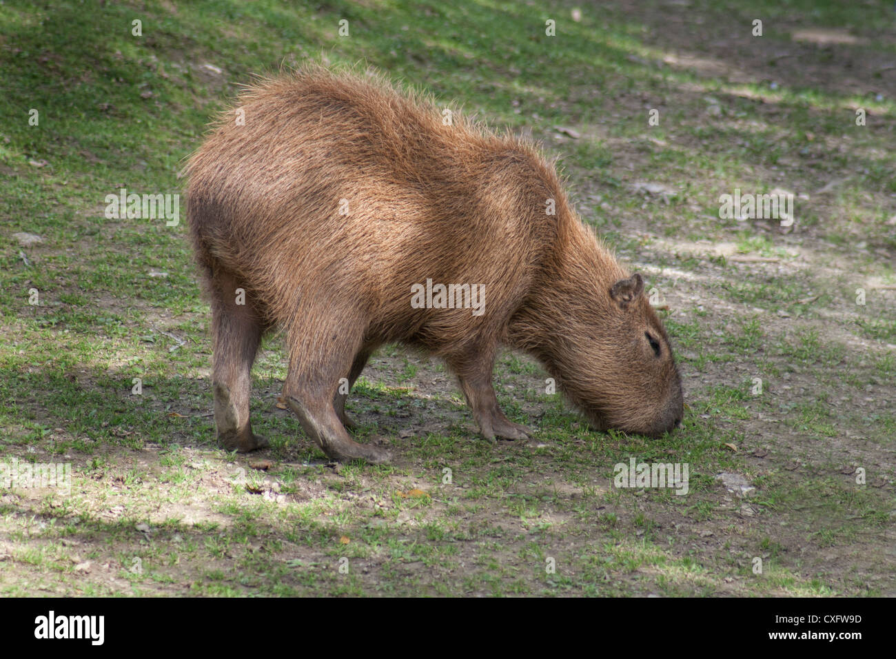 Capybara - The World largest living rodent Stock Photo