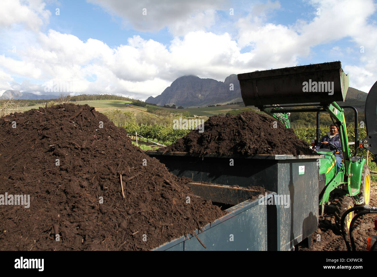 Labourers tip compost onto a wagon trailer, Stellenbosch, South Africa Stock Photo