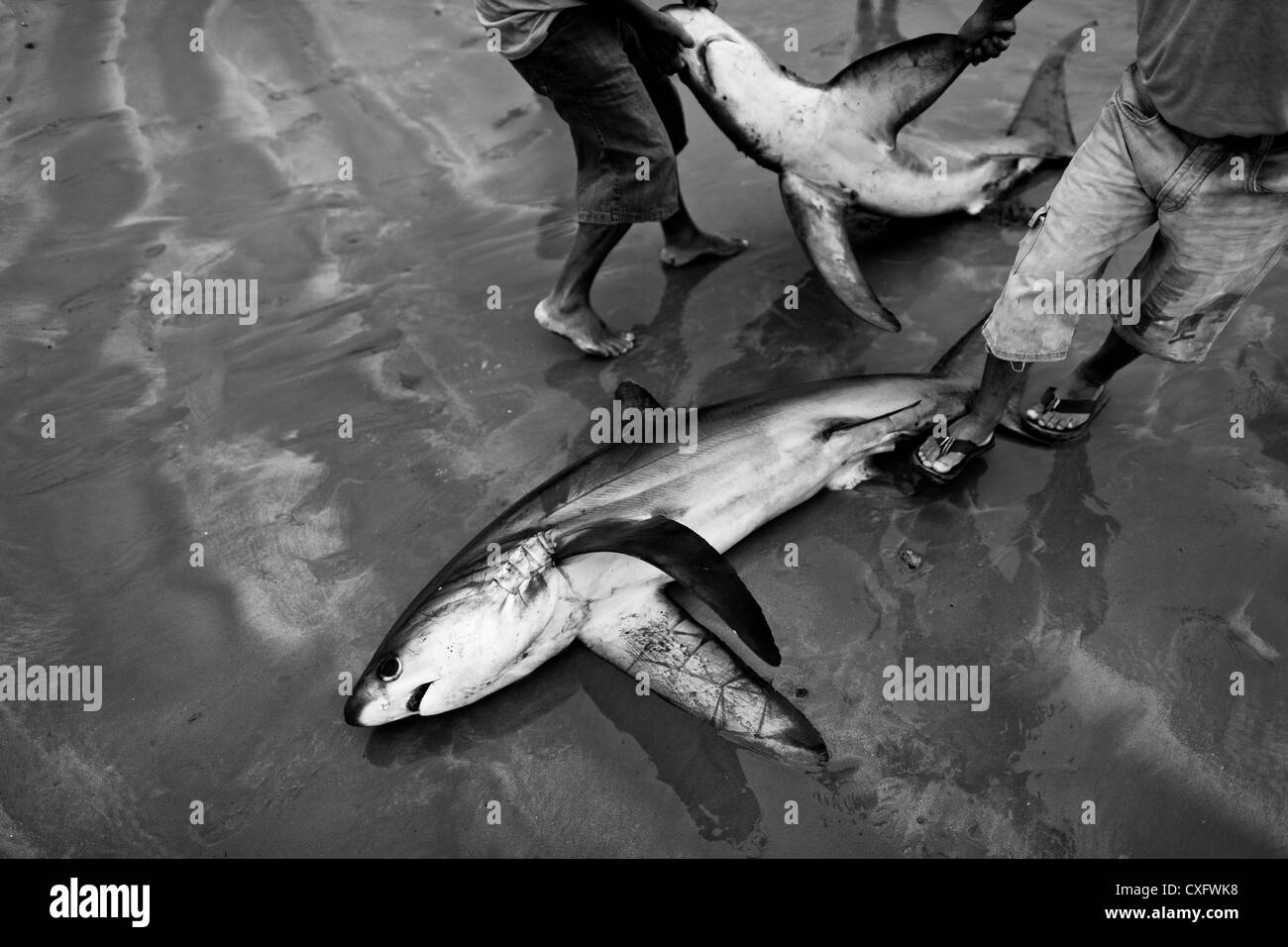 Fishermen carry dead bodies of thresher sharks at dawn on the beach of Puerto Lopez, Ecuador. Stock Photo