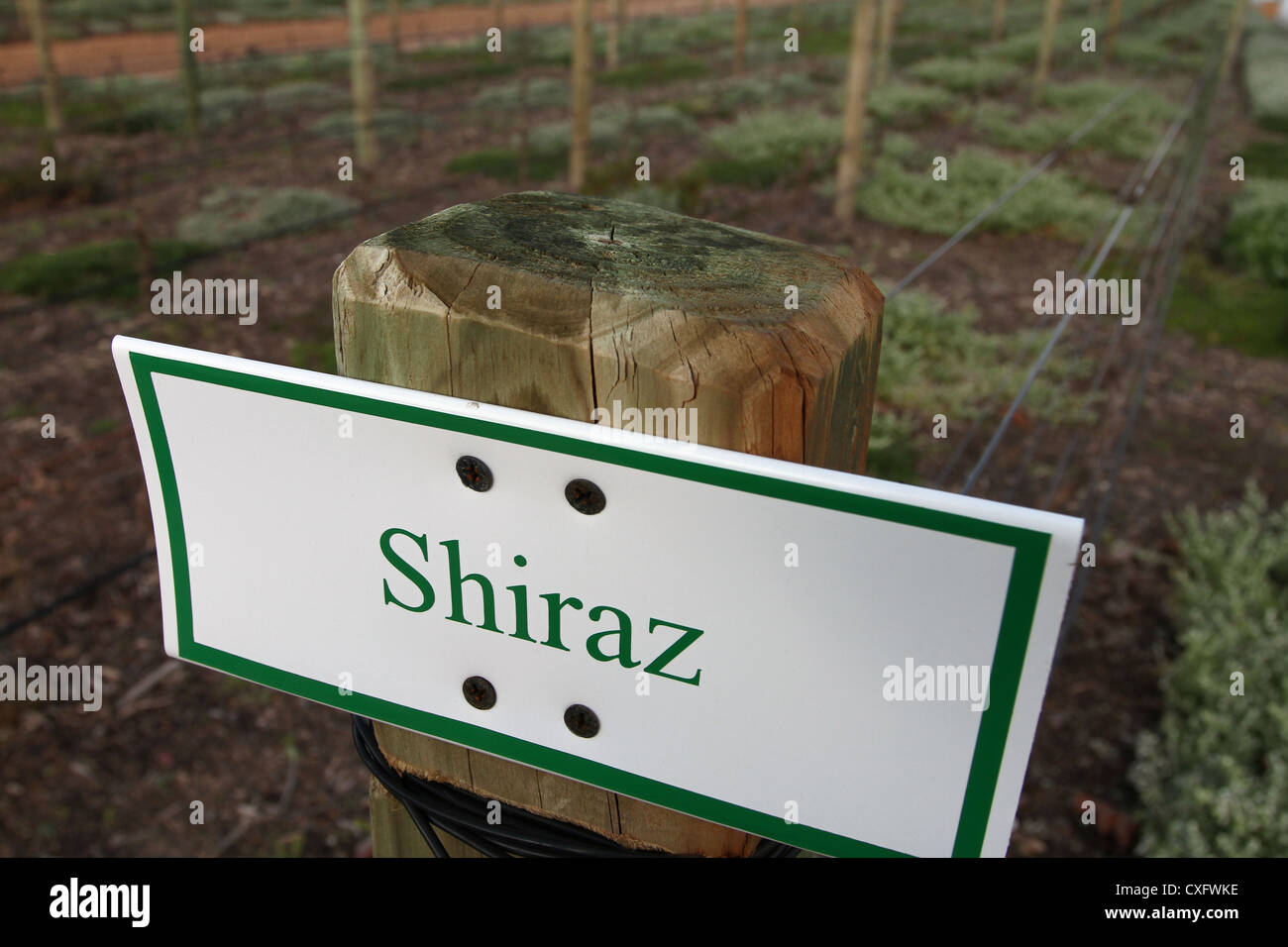 Young vines marked Shiraz. Stock Photo