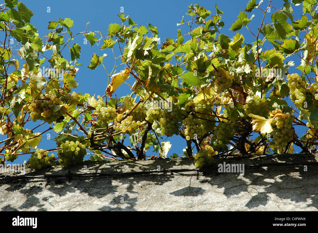 Grapes Vitis Vinifera Hanging Over The Town Wall In Le Dorat Haute Vienne Limousin France Stock Photo Alamy