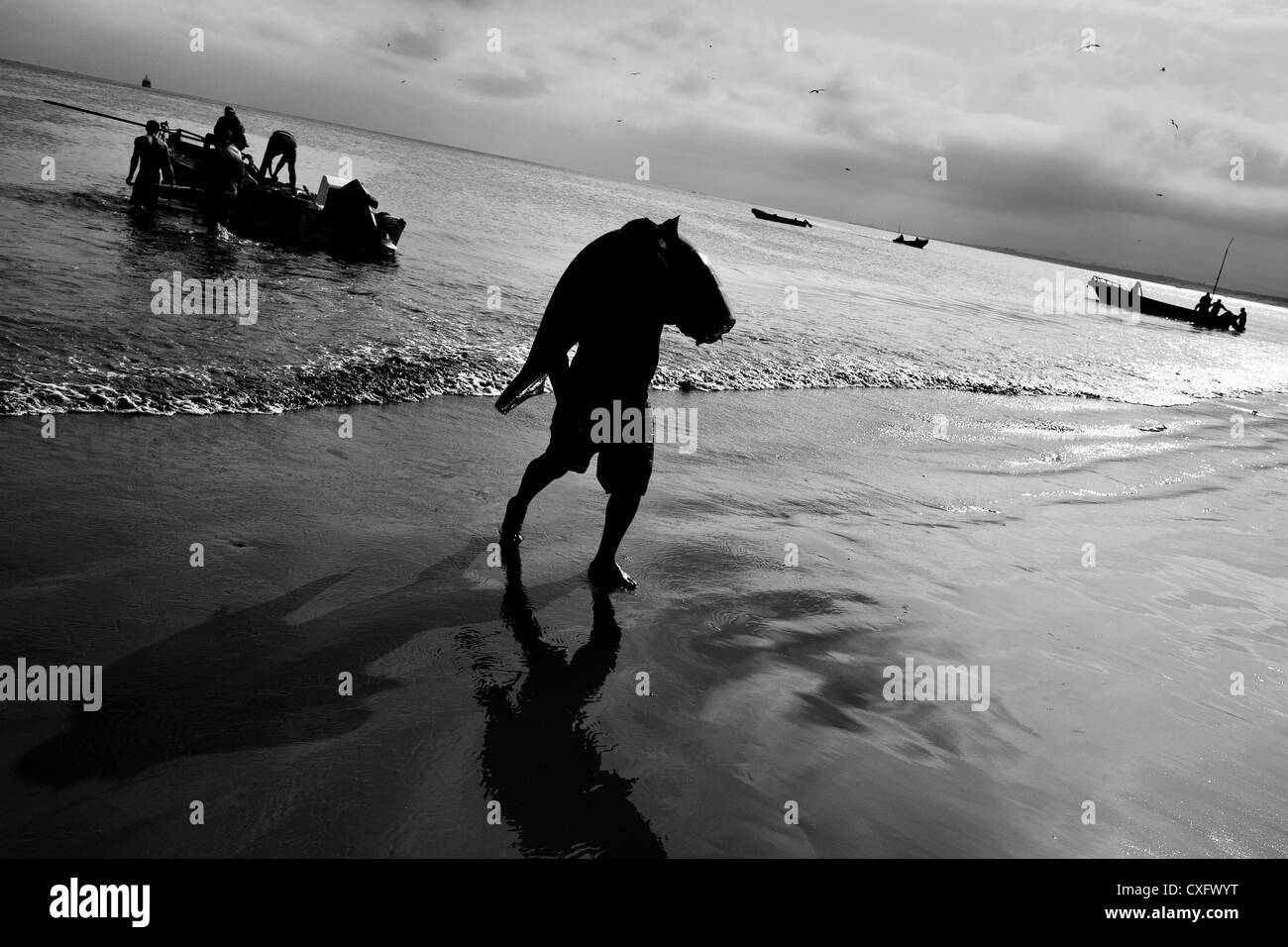 A fisherman carries a dead thresher shark body at dawn on the beach of Manta, Ecuador. Stock Photo