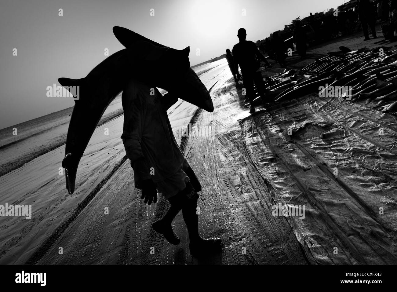 A fisherman carries a dead thresher shark body at dawn on the beach of Manta, Ecuador. Stock Photo