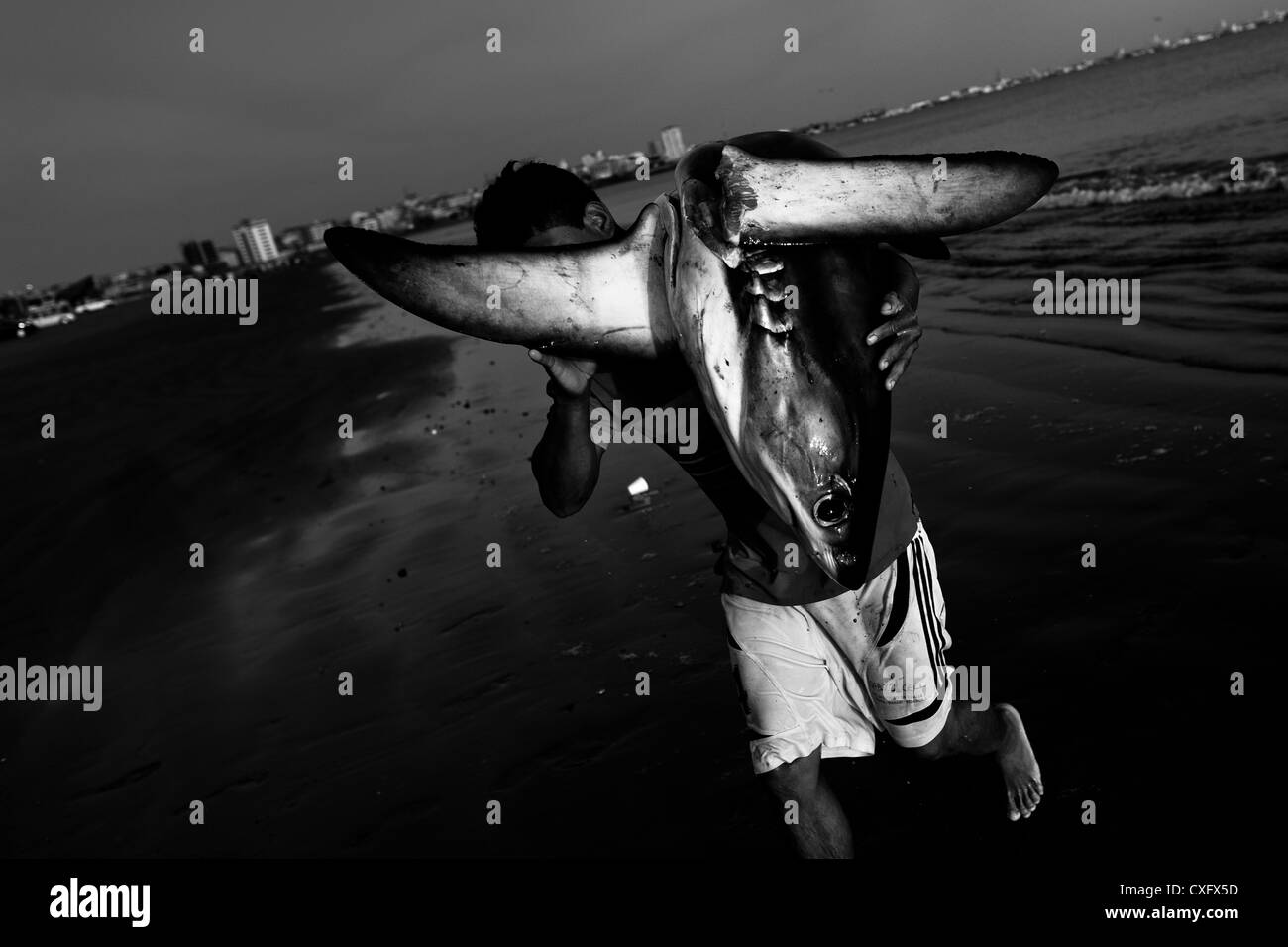 A fisherman carries a dead shark body at dawn on the beach of Manta, Ecuador. Stock Photo