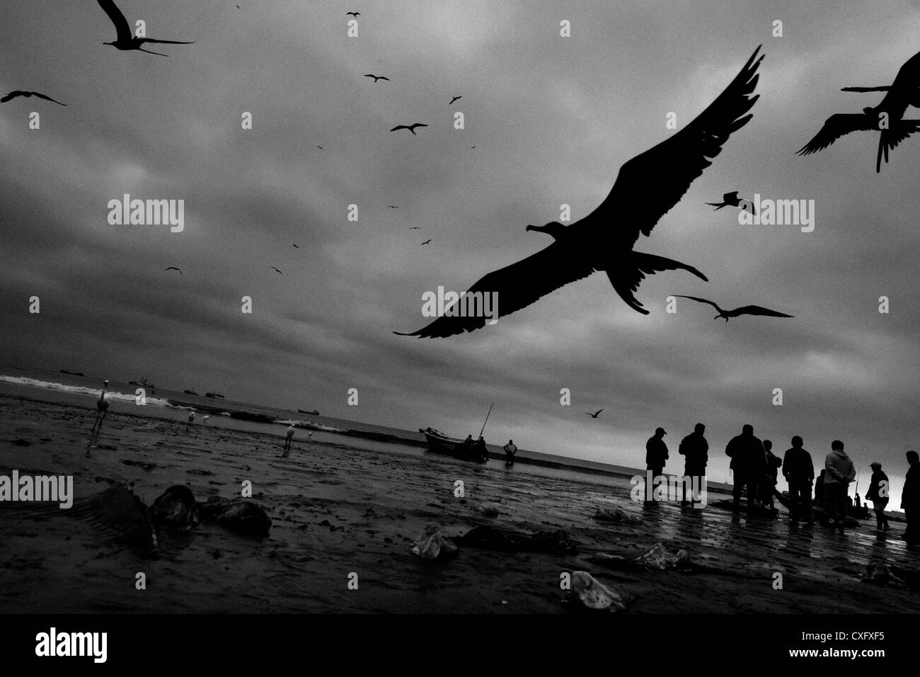 Seagulls fly over the heads of dead sharks thrown away on the beach of Manta, Ecuador. Stock Photo