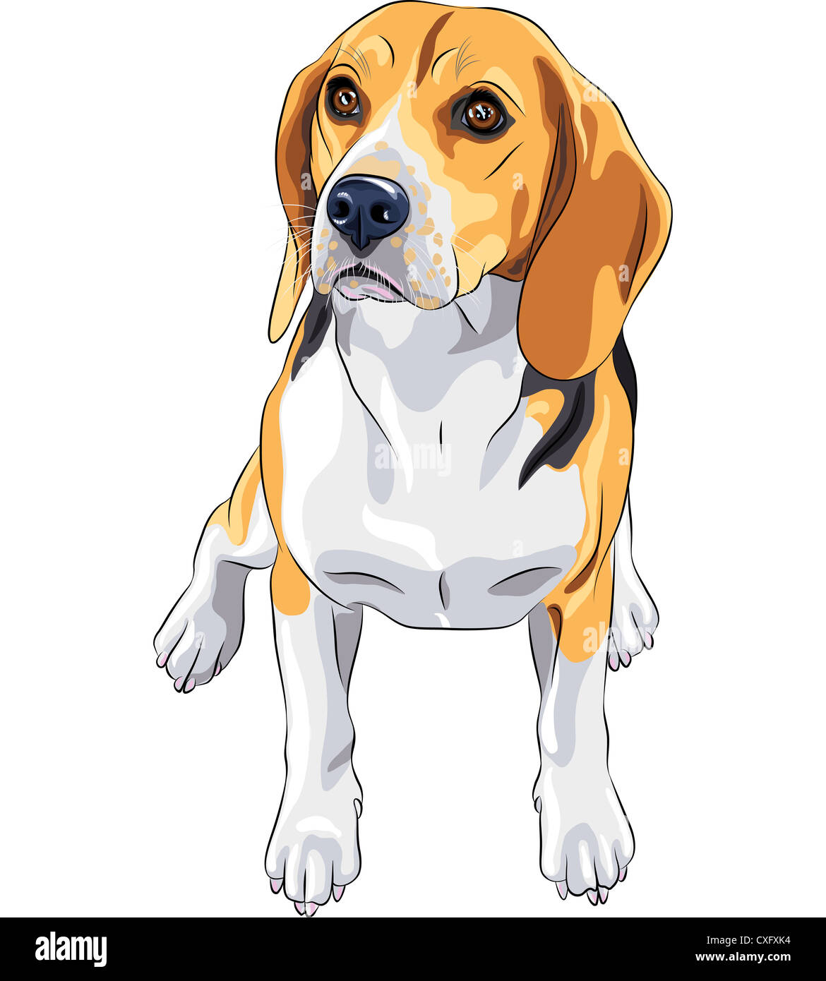 color sketch of the dog Beagle breed sitting Stock Photo Alamy