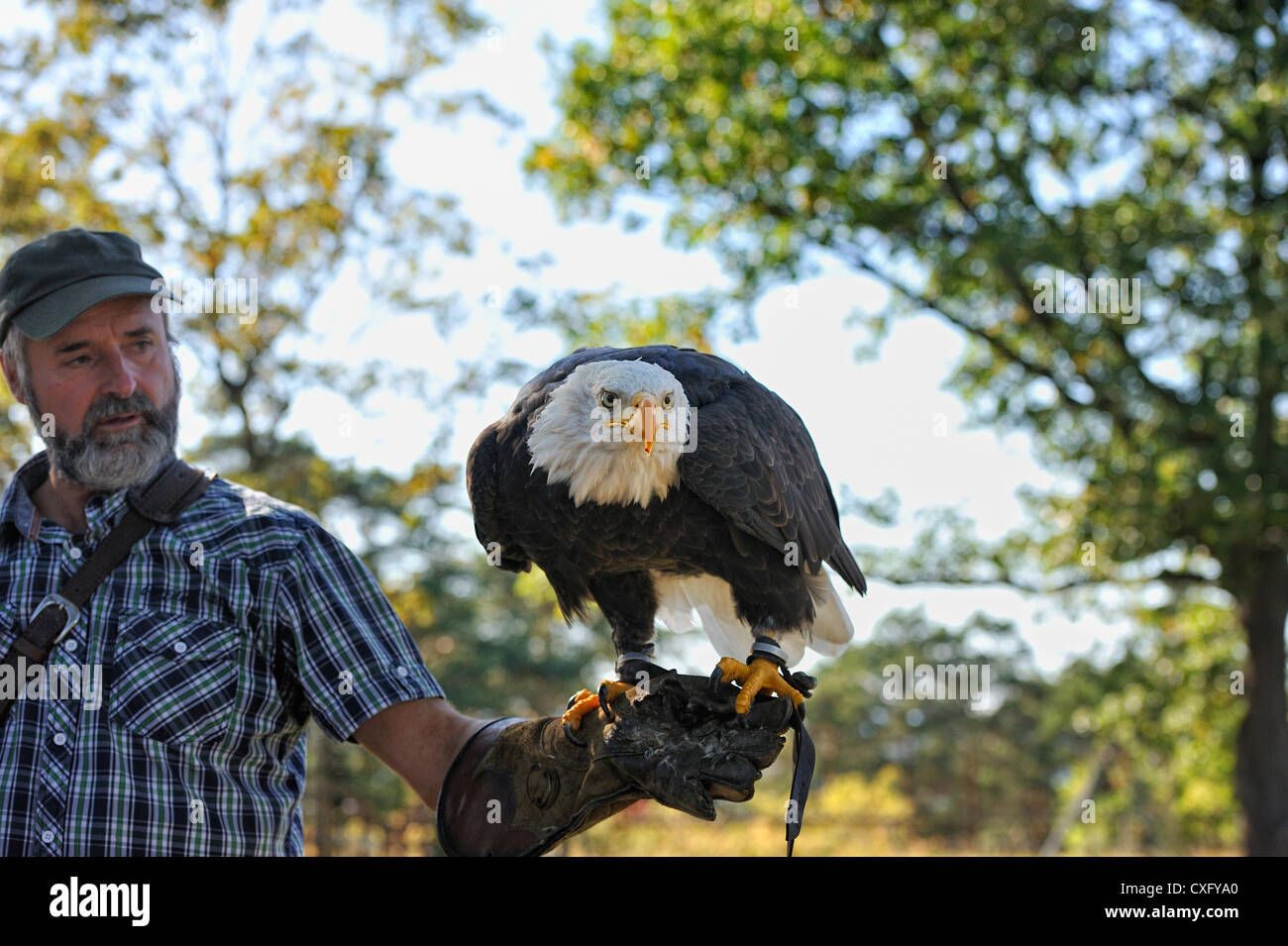 Falconer carrying a bald eagle on his arm. Stock Photo