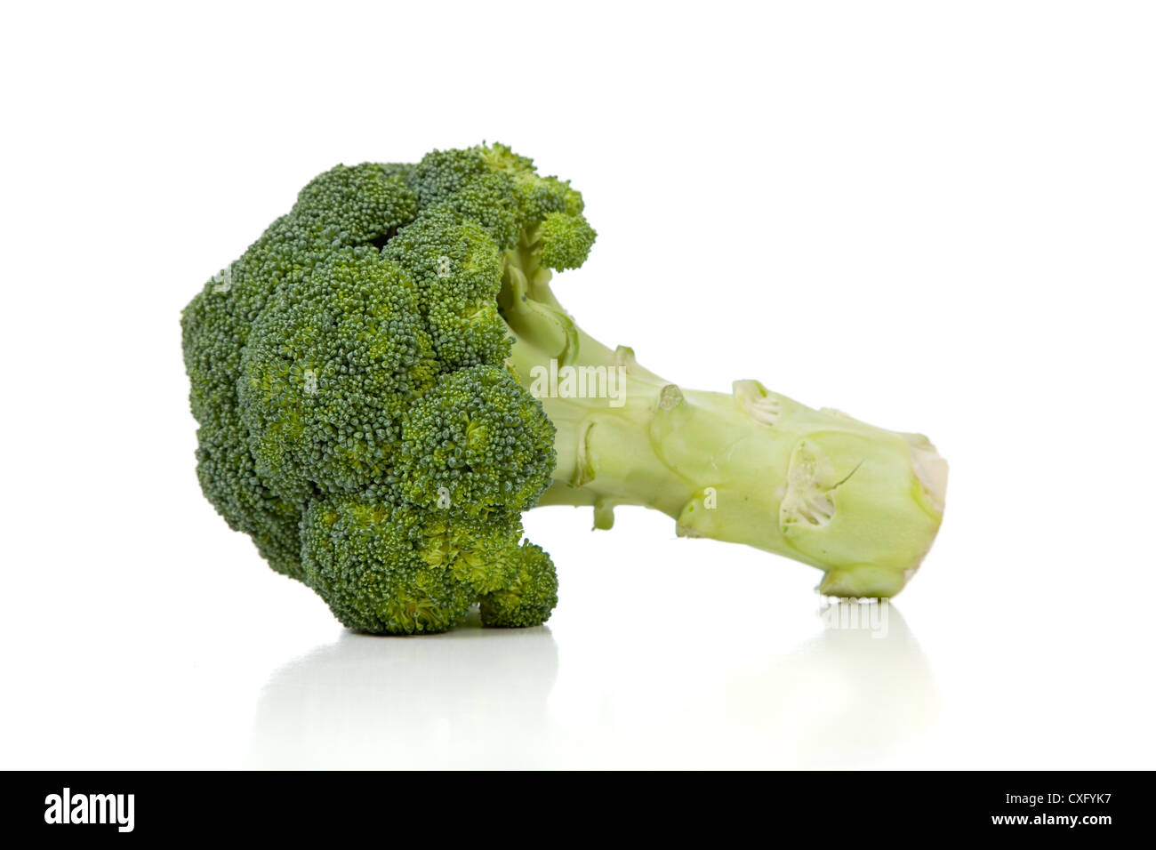 Broccoli head on a white background Stock Photo Alamy