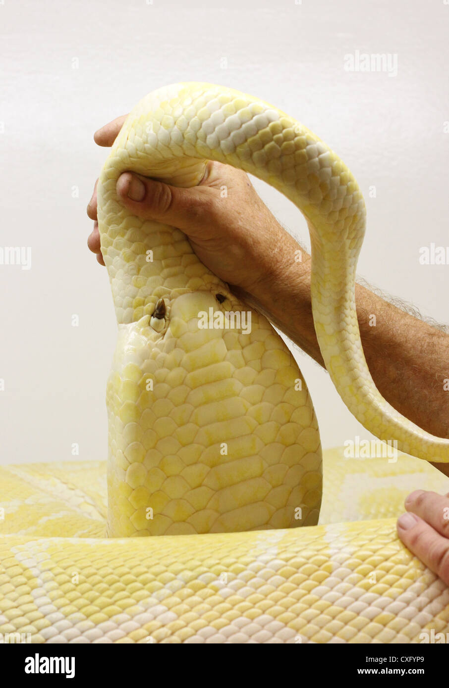 The spurs at the tail of a large python Stock Photo - Alamy