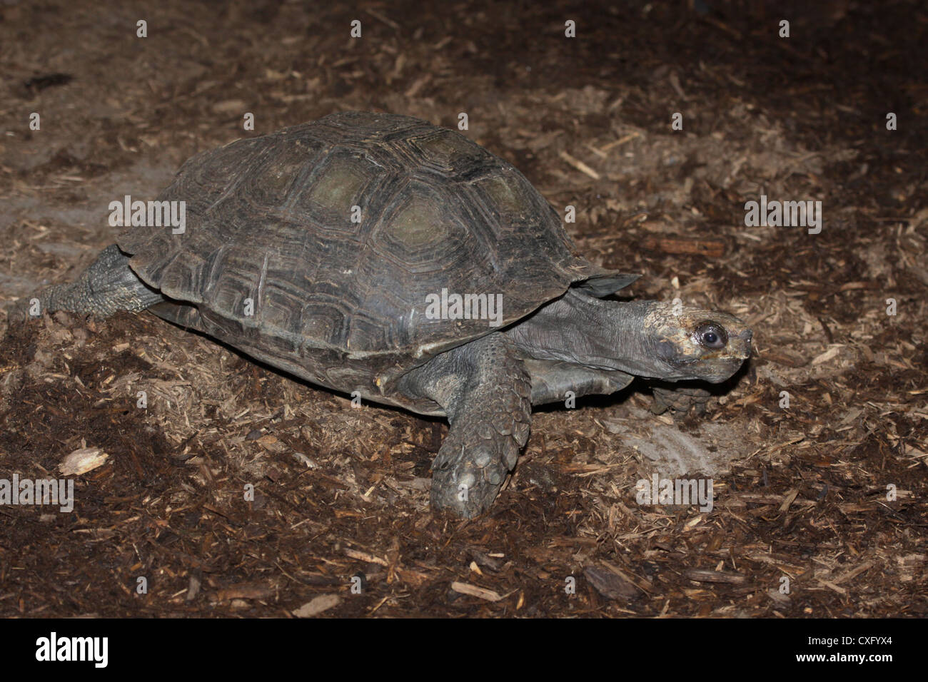 Asian Brown Tortoise Stock Photo