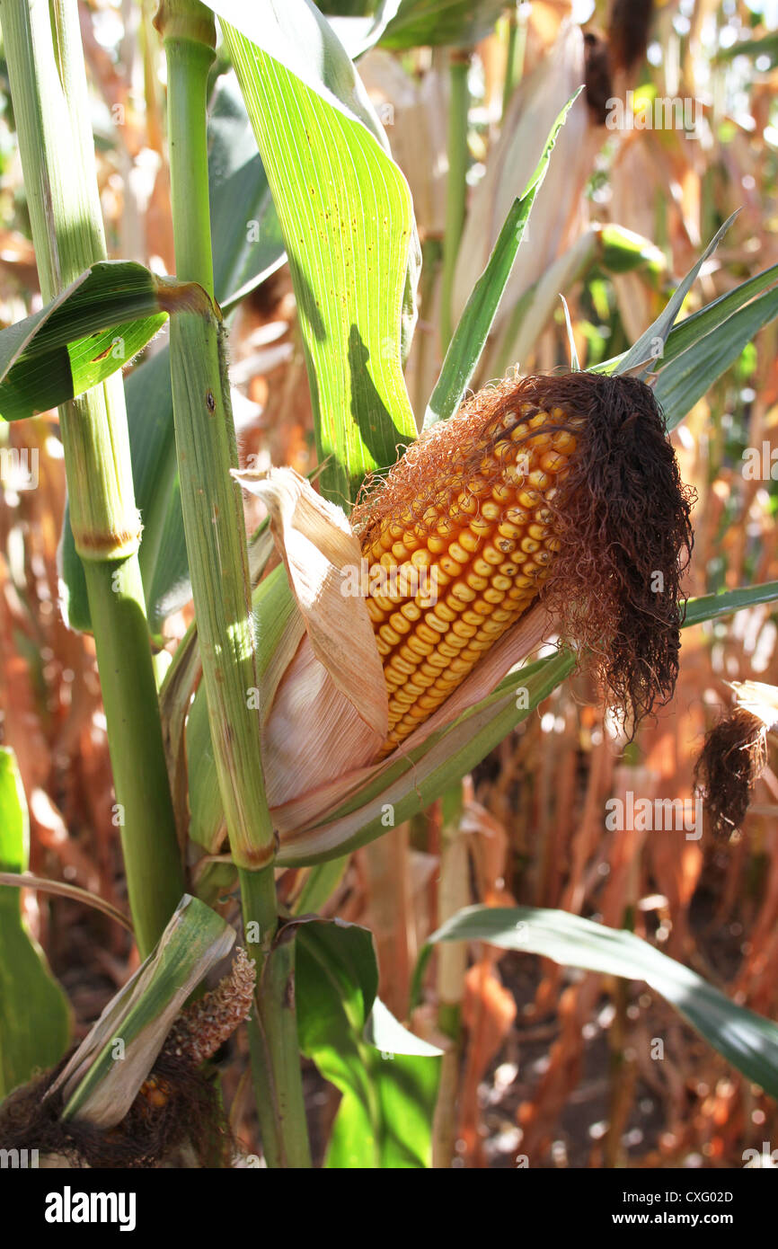 A close up of an ear of corn growing on a stalk Stock Photo Alamy