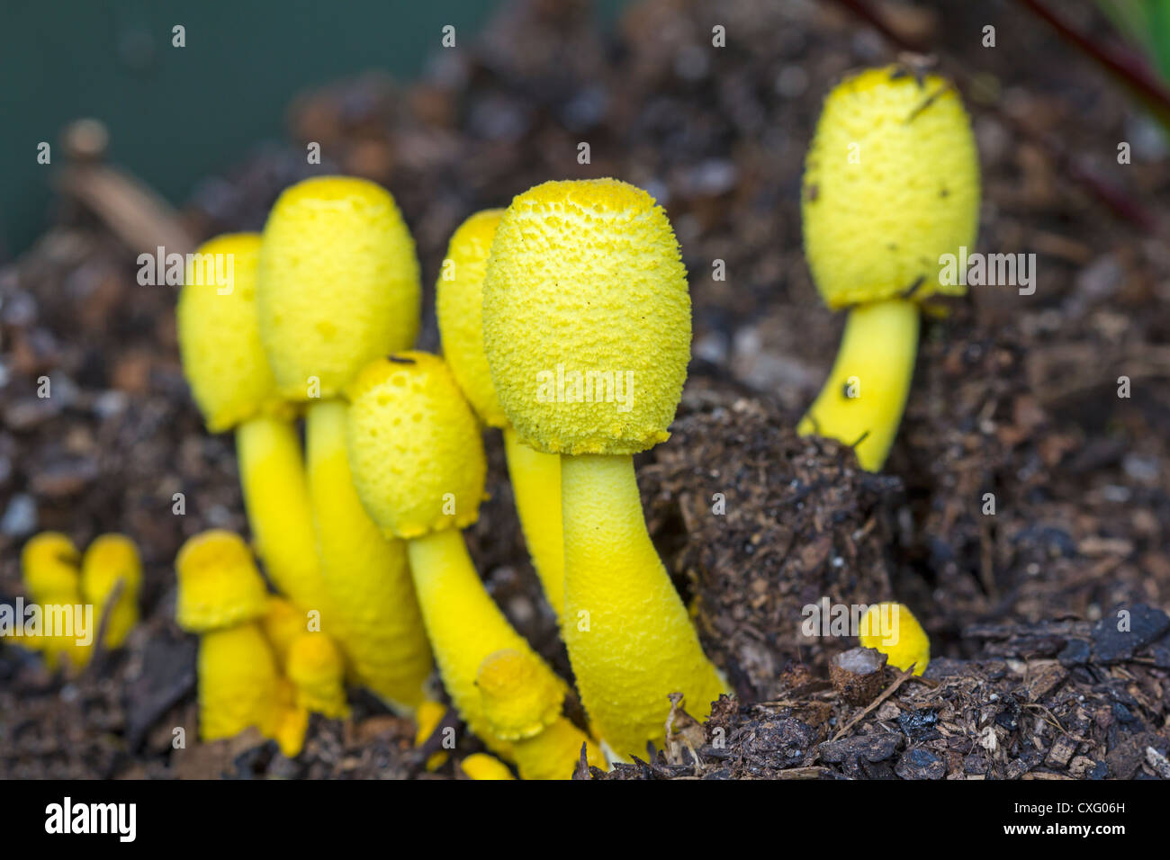 Leucocoprinus Birnbaunii a bright yellow  mushroom  which 
