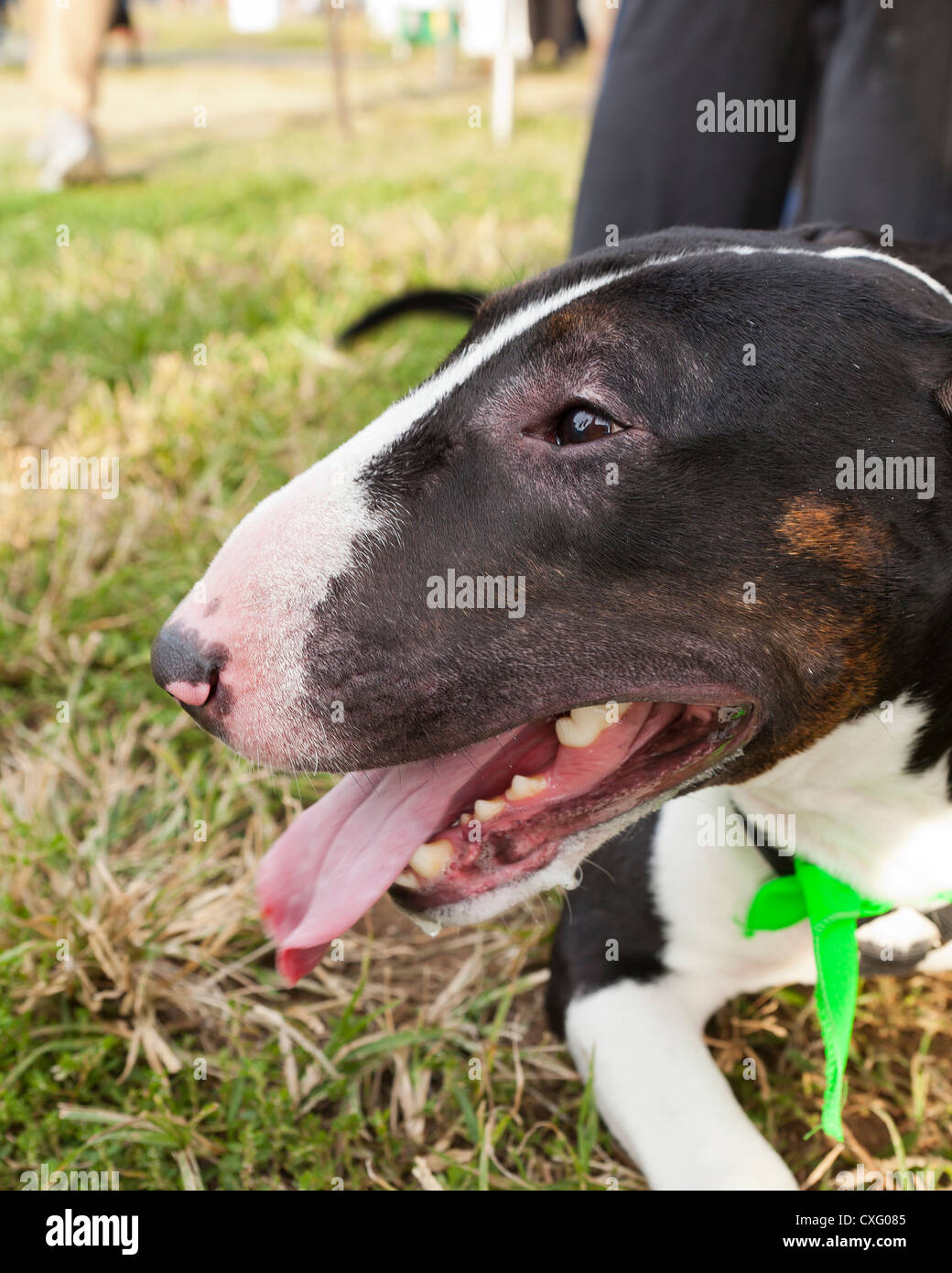 English Bull Terrier dog profile Stock Photo