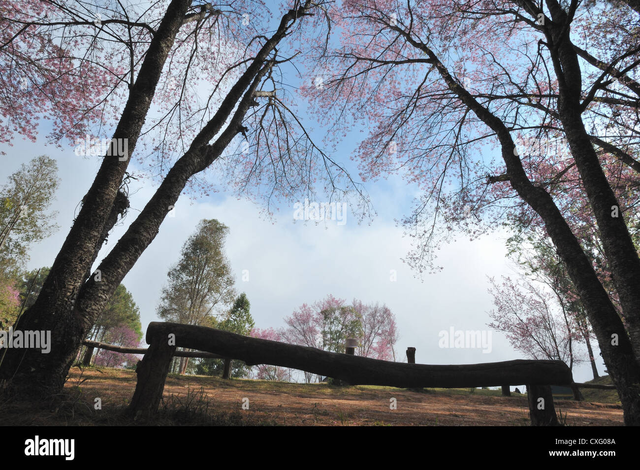 Cherry Blossom Stock Photo