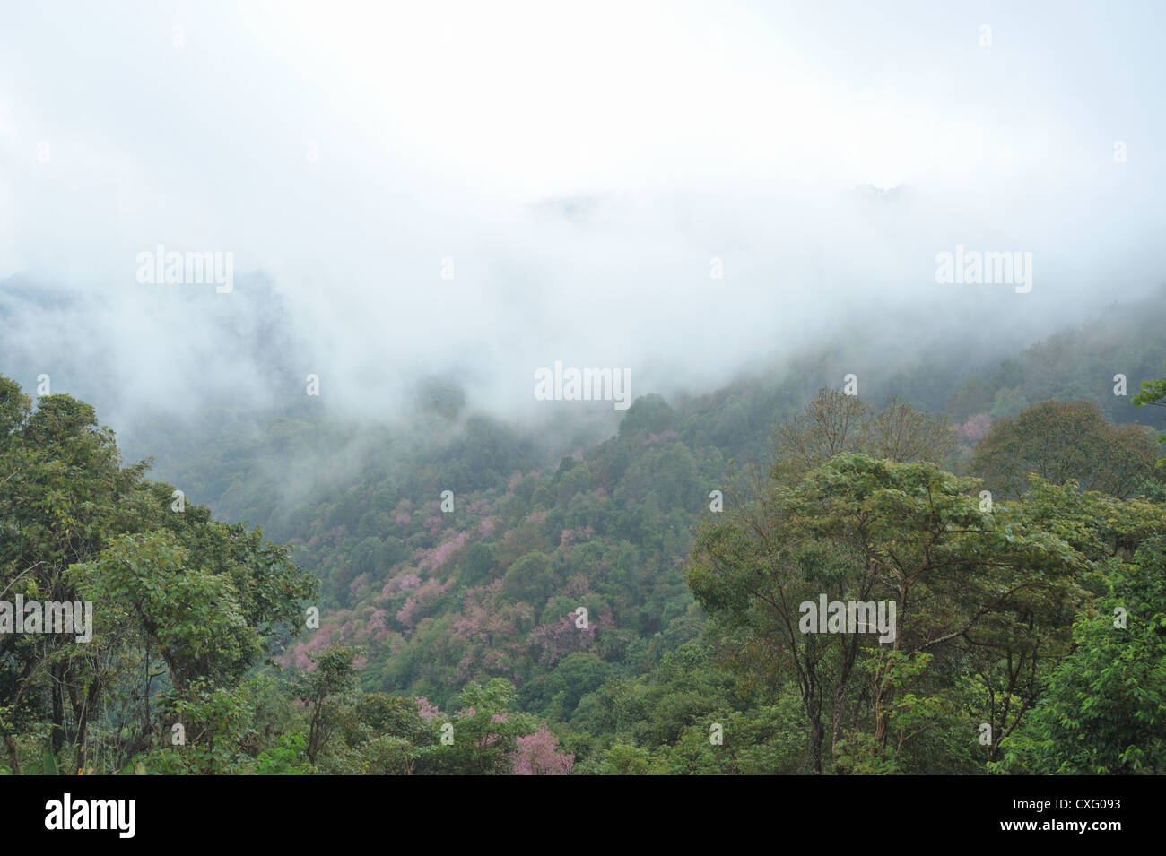 View Beautiful nature Mountain mist Stock Photo