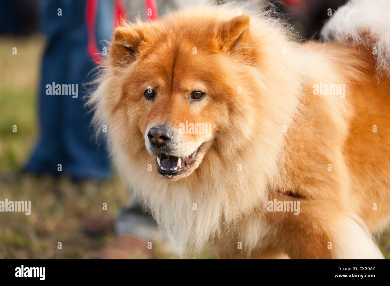 Chow Chow dog on leash Stock Photo