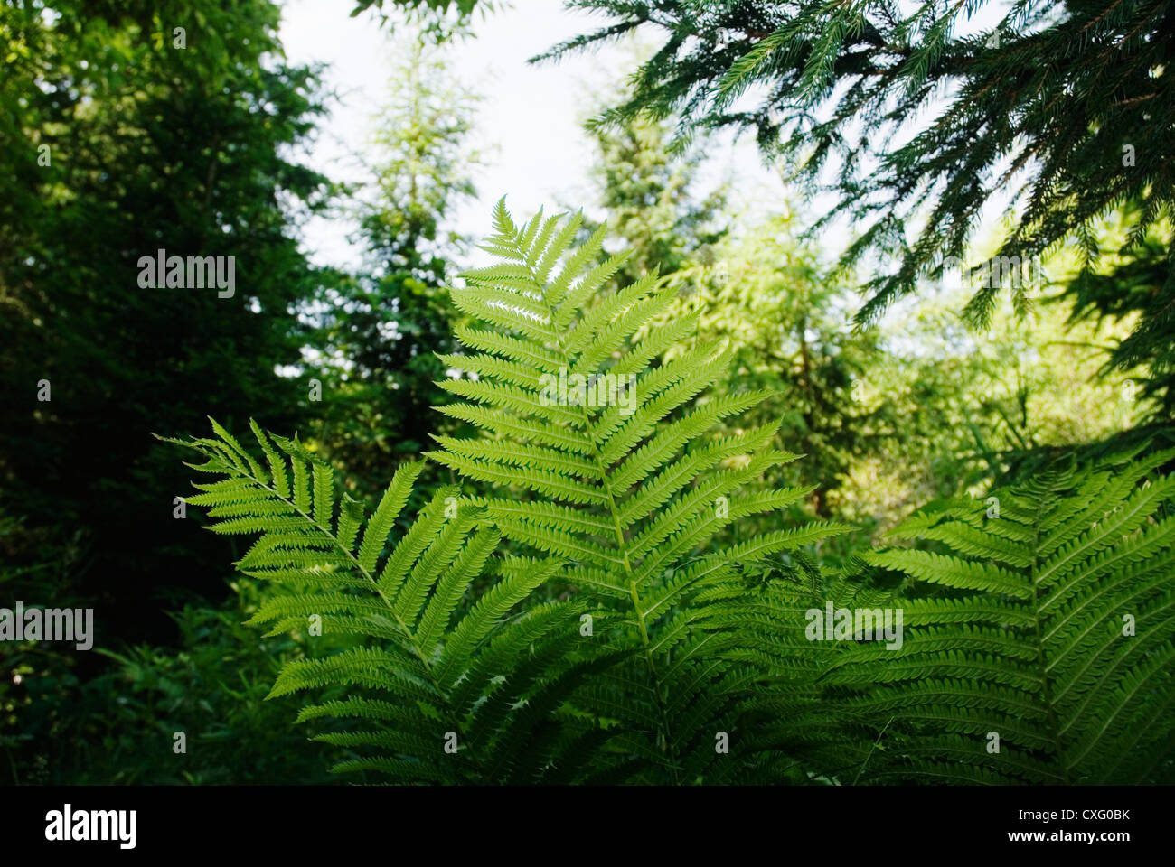 Flora of ferns hi-res stock photography and images - Alamy